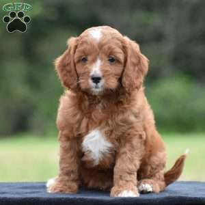 Joey, Cavapoo Puppy
